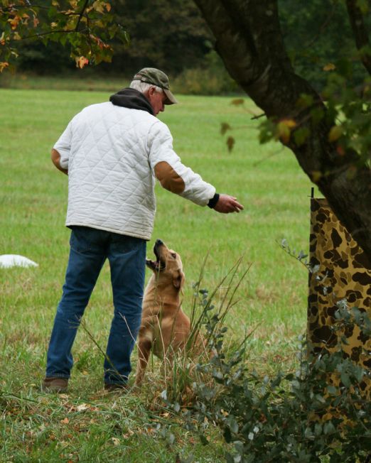 FIRST STATE RETRIEVER CLUB NEW MEMBERSHIP